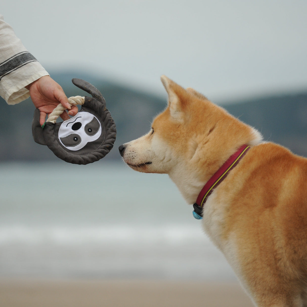 Eco Dog Toy - Wild Sloth Frisbee