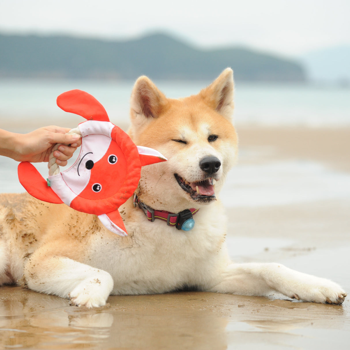 Eco Dog Toy - Wild Fox Frisbee