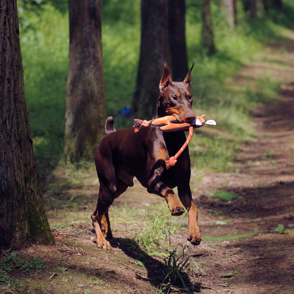 Eco Dog Rope Toy - Fox
