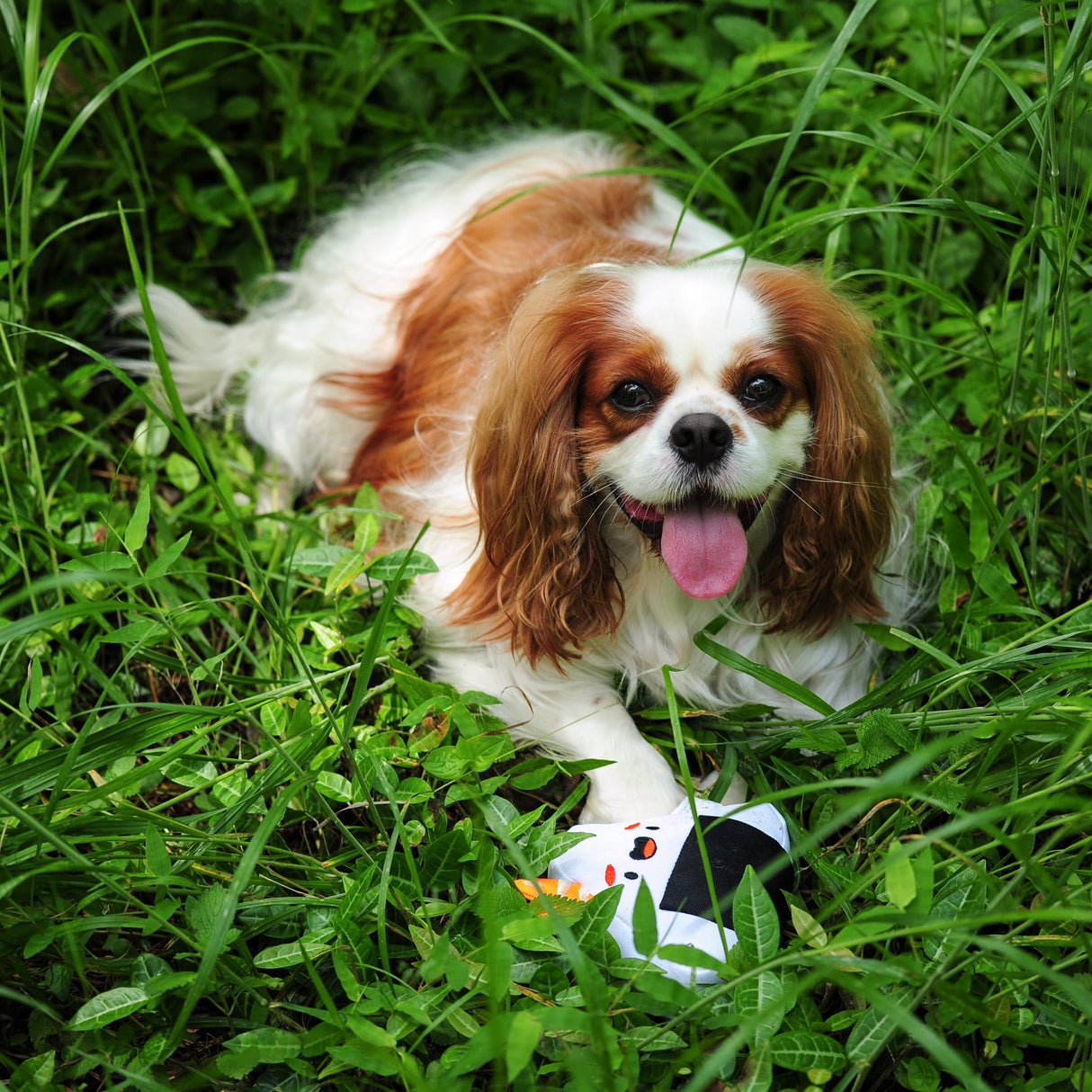 Eco Dog Toy - Sushi Onigiri