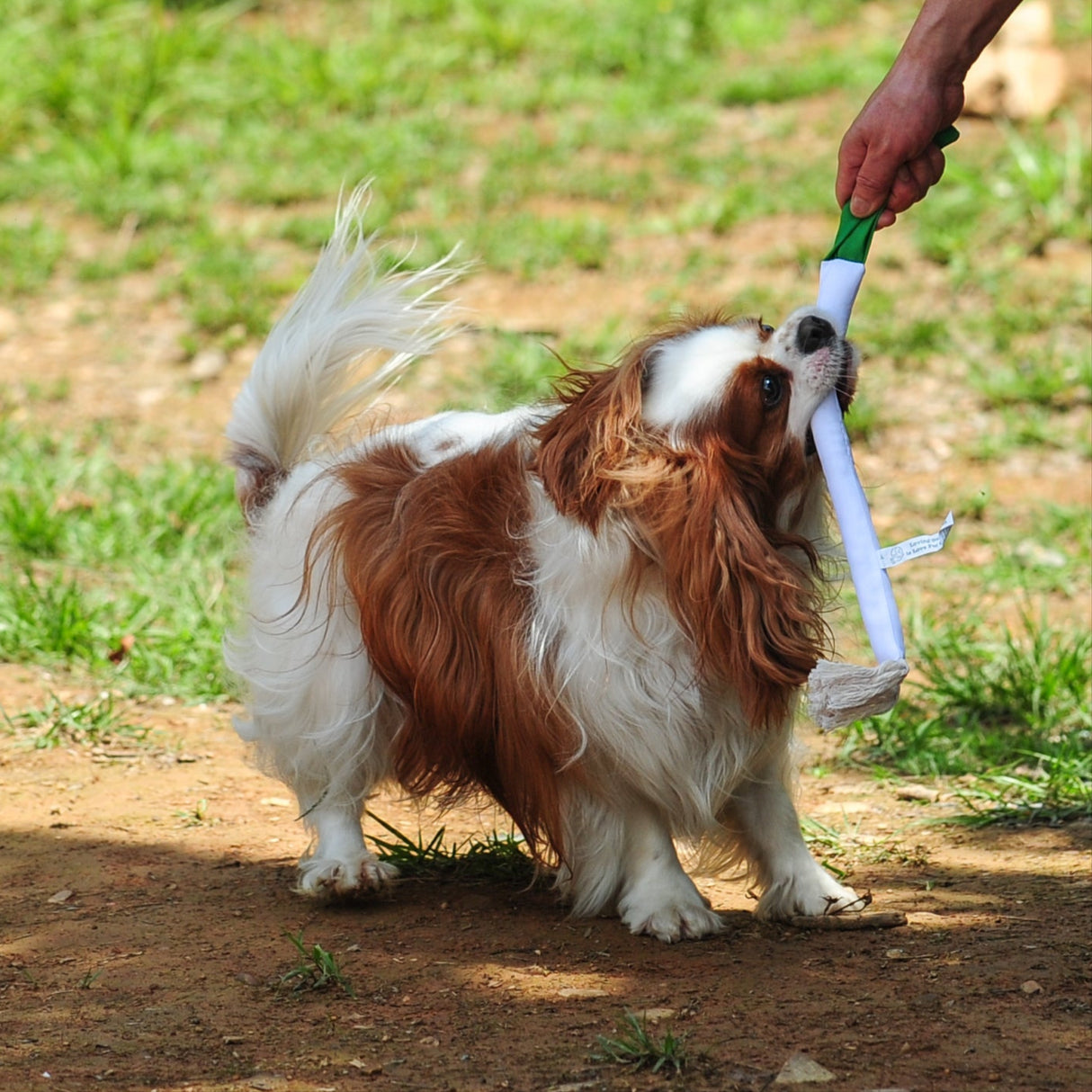Eco Dog Toy - Veggie Onion