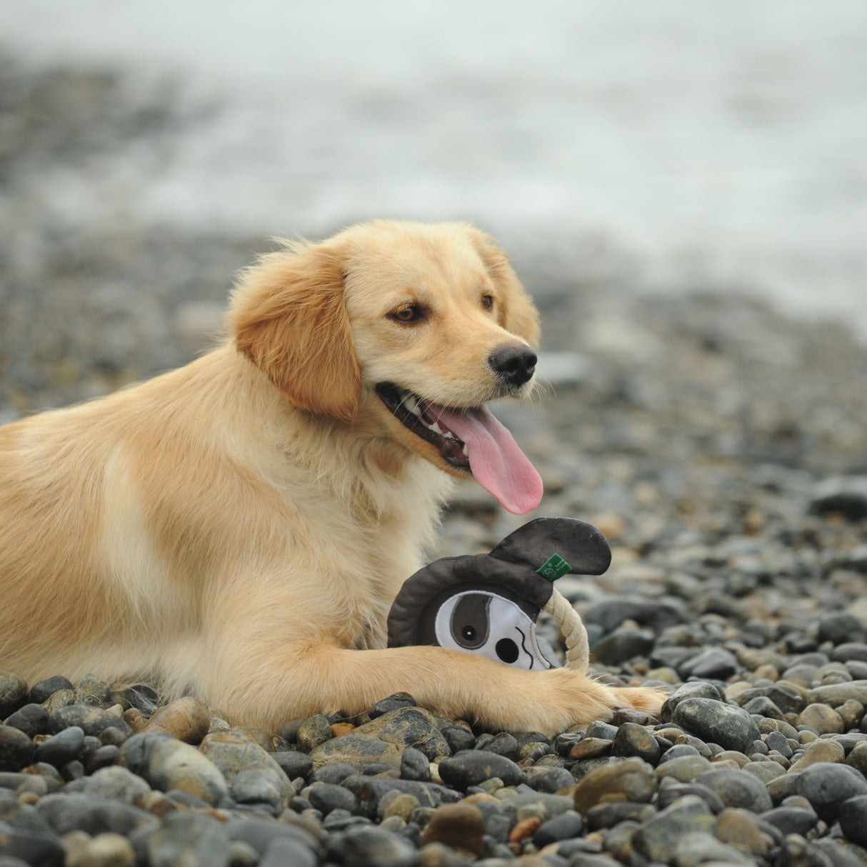 Eco Dog Toy - Wild Sloth Frisbee