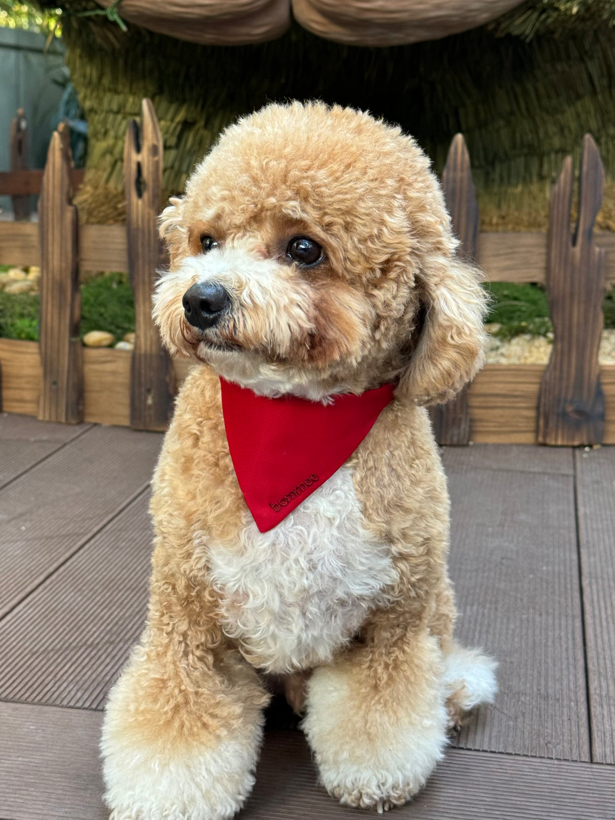 Bommee Nylon Pet Collar | Wine Red