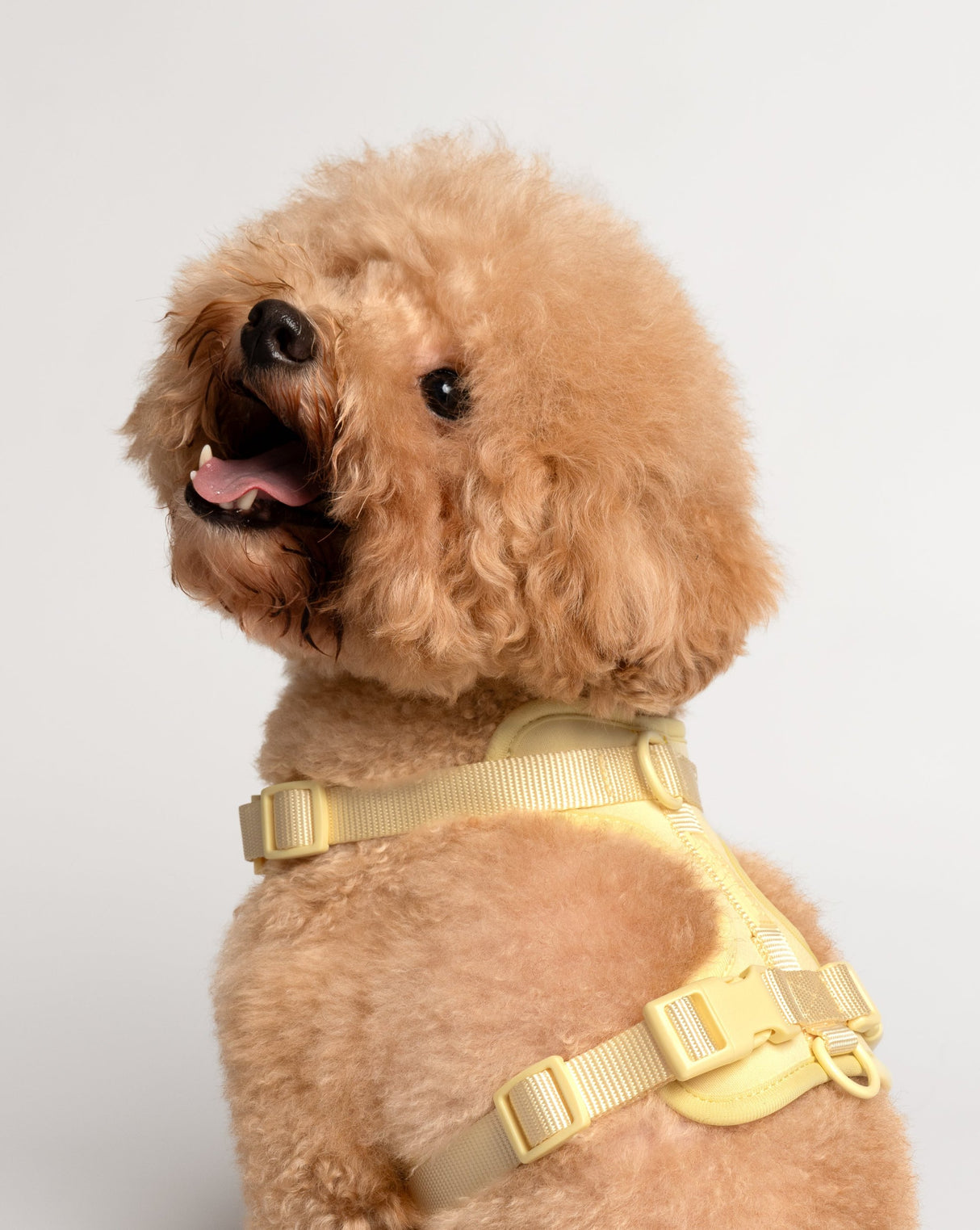 Soft Harness - Butter Yellow