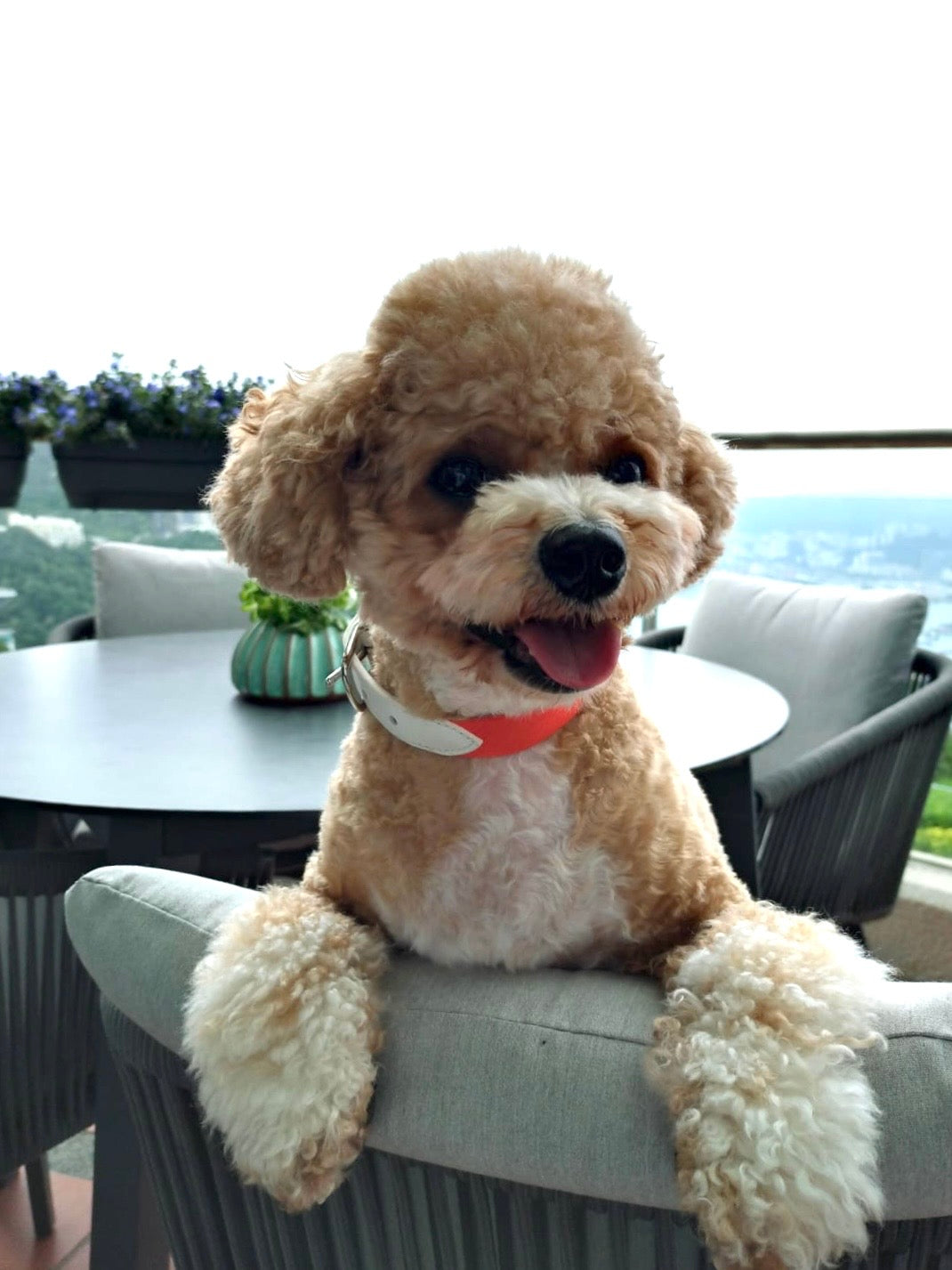 Classic Leather Collar - Mandarin Orange + White