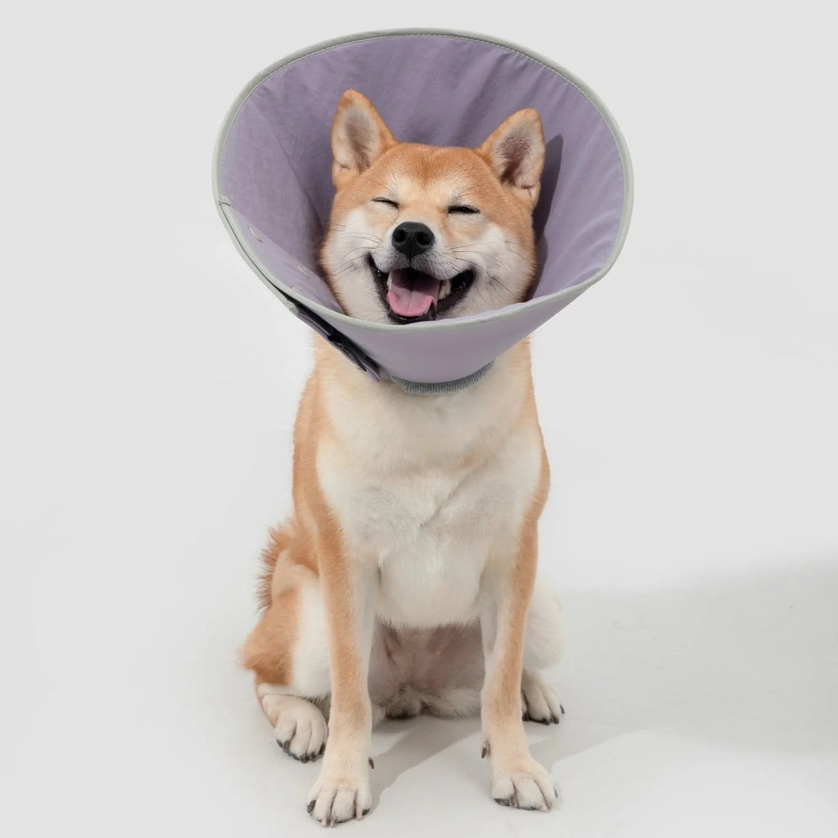 Recovery Collar - Taro Purple
