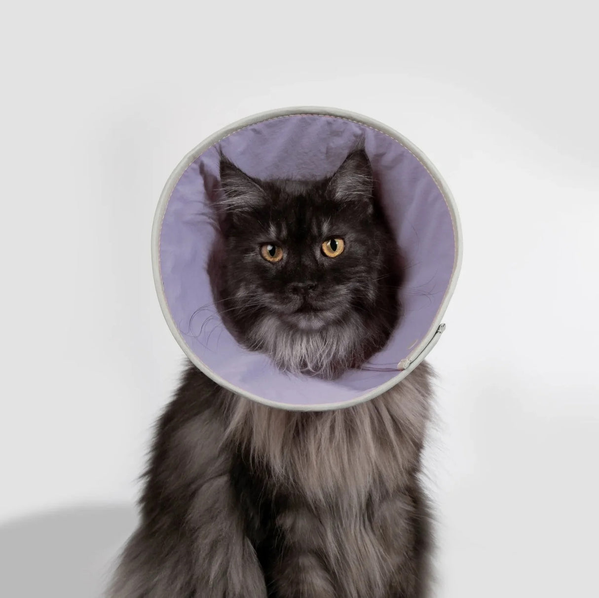 Recovery Collar - Taro Purple