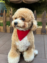 Bommee Nylon Pet Collar | Wine Red