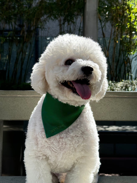 Bommee Nylon Pet Collar | Pine Green