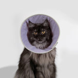 Recovery Collar - Taro Purple