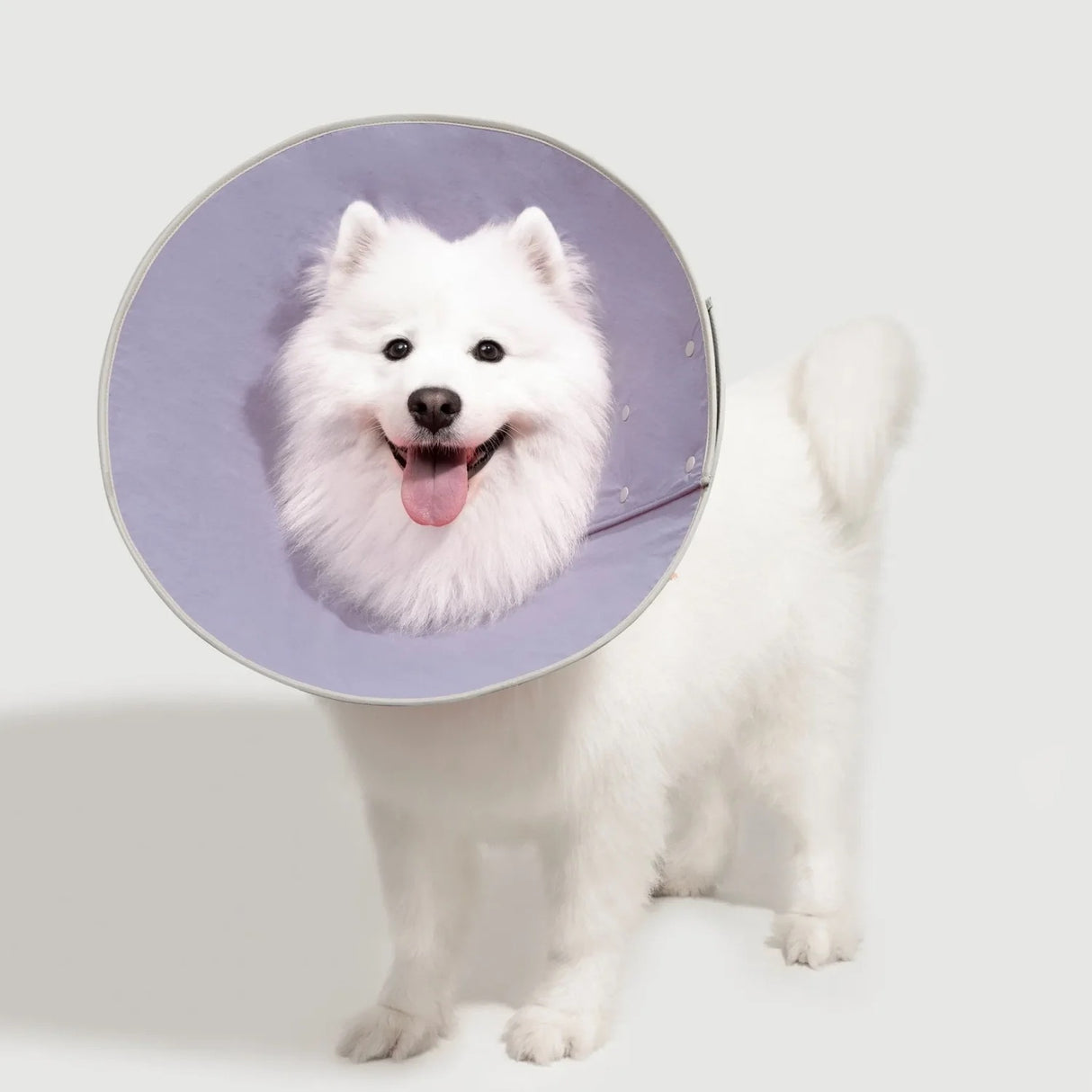 Recovery Collar - Taro Purple